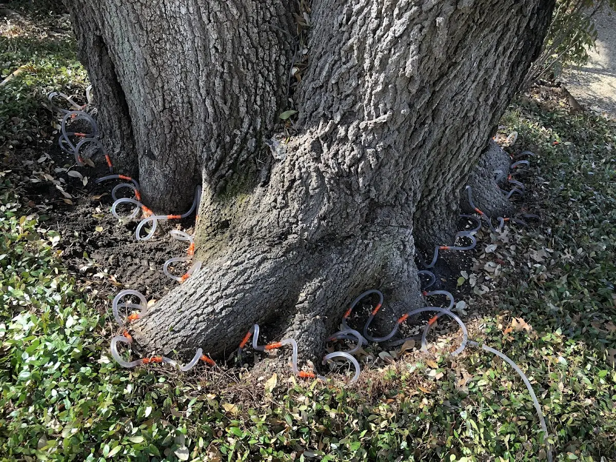 Detailed Tree Cabling and Bracing job site in Iowa City