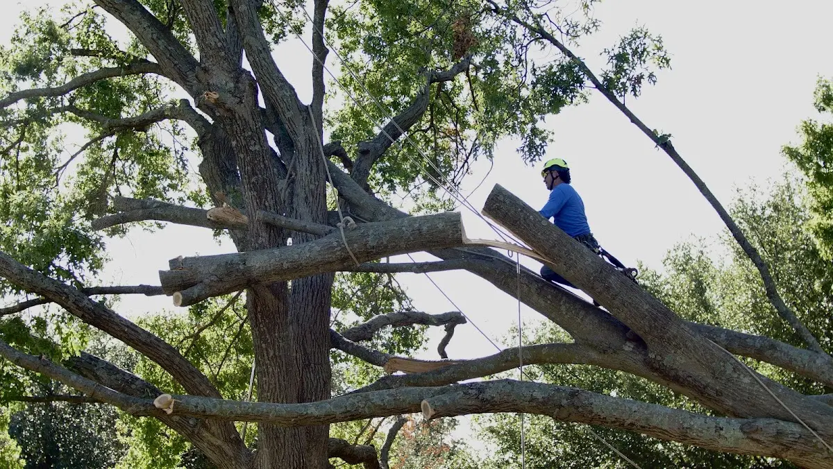 Professional Hazardous Tree Removal performed by certified arborists in Iowa City