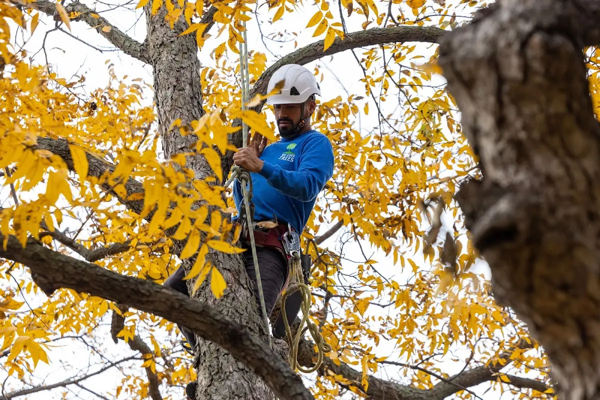 Skilled Tree Trimming crew working in Iowa City