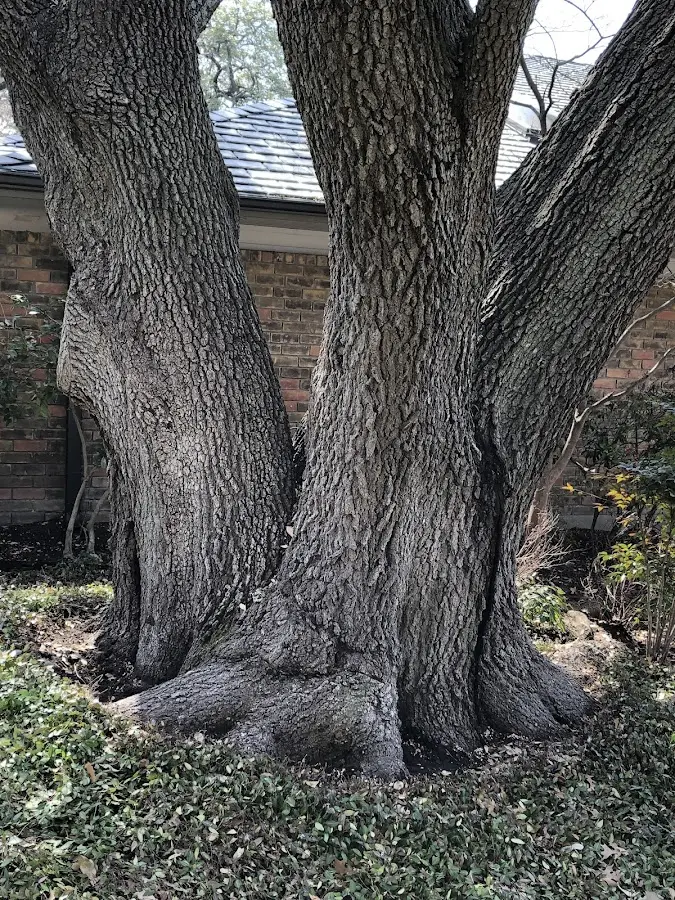Mature heritage tree close to a Iowa City property cared for by certified arborists